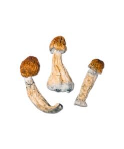 Bluey Louie Magic Mushroom