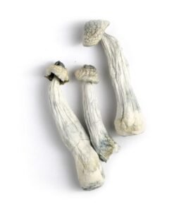 Albino Penis Envy