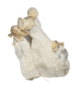Albino Emerlad Gates