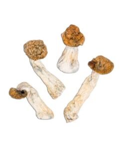 Blue Meanies Magic Mushroom