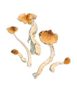 Malabar Magic Mushroom