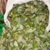 Buy Coca Leaves Canada