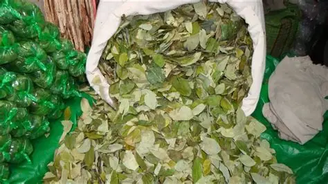 Buy Coca Leaves Canada