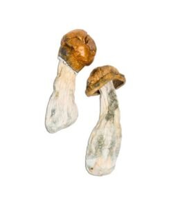 Tidal Wave Magic Mushroom