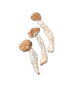 Trinity Magic Mushroom